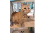 Adopt August a Orange or Red Domestic Shorthair / Domestic Shorthair / Mixed cat