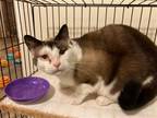 Adopt Gretel a Siamese / Mixed (short coat) cat in Columbia, SC (33722701)