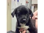 Adopt Skittles a Black Labrador Retriever / Husky / Mixed dog in Wooster