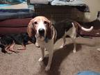 Adopt Snoopy a Tricolor (Tan/Brown & Black & White) Treeing Walker Coonhound /
