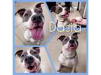 Adopt Dasia a American Staffordshire Terrier / Mixed dog in Warsaw
