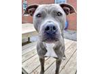 Adopt LABARBARA a Gray/Silver/Salt & Pepper - with White American Pit Bull