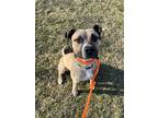 Adopt Ricky Ricardo a Pit Bull Terrier / Mixed dog in Columbus, OH (33722497)