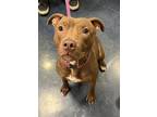 Adopt Bunny a Pit Bull Terrier / Mixed dog in Columbus, OH (33722494)
