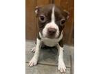 Adopt CJ Tubby Girl a Brown/Chocolate Boston Terrier / Mixed dog in Mishawaka
