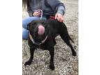 Adopt Kculli a Black American Pit Bull Terrier / Mixed dog in Philadelphia
