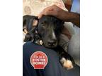 Adopt Cherokee a Black American Pit Bull Terrier / Mixed dog in Cincinnati