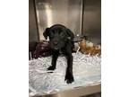 Adopt G I Jane a Black Retriever (Unknown Type) / Mixed dog in West Monroe