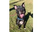 Adopt Titan Quinn (EJL) a Black - with White Pit Bull Terrier dog in Portland