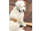 Adopt Toby *SPECIAL NEEDS* a White - with Brown or Chocolate Australian Shepherd