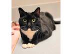 Adopt Cookie 1282-18 a All Black Domestic Shorthair / Domestic Shorthair / Mixed