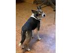 Adopt Dexter a Corgi / Jack Russell Terrier dog in Bolivar, MO (33721345)
