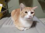 Adopt Creamsicle a Orange or Red (Mostly) Domestic Shorthair cat in Abrams