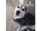 Adopt Tig (Courtesy Post) a Black - with White Alaskan Malamute / Siberian Husky
