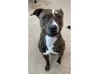 Adopt Neena a Brindle - with White Pit Bull Terrier / Boxer dog in Coldwater