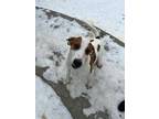 Adopt Mickey a White Treeing Walker Coonhound / Mixed dog in Atlanta