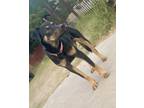 Adopt homegirl a Brown/Chocolate - with White Rottweiler / Mixed dog in
