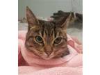 Adopt FAWN a Brown Tabby Domestic Shorthair / Mixed (short coat) cat in London
