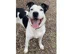 Adopt HARDEN a Black - with White American Pit Bull Terrier / Mixed dog in Waco