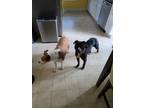 Adopt OREO a Black American Pit Bull Terrier / Mixed dog in Burlington