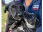 Adopt Darcy a Black Mixed Breed (Medium) / Mixed dog in Leander, TX (33722006)