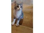 Adopt Ancaster a Gray or Blue Domestic Shorthair / Domestic Shorthair / Mixed