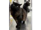 Adopt Ryerse a All Black Domestic Longhair / Domestic Shorthair / Mixed cat in