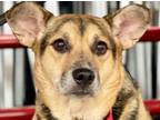 Adopt Tinker a Shepherd (Unknown Type) / Terrier (Unknown Type