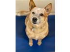 Adopt Bahama a Mixed Breed (Medium) / Mixed dog in Ocala, FL (33721650)