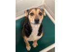 Adopt Amelia a Mixed Breed (Medium) / Mixed dog in Ocala, FL (33721649)
