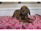 Adopt Colette a Brindle - with White Beagle dog in Linton, IN (33721623)
