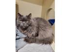 Adopt Marge a Persian / Mixed (long coat) cat in Park City, UT (33721563)