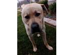 Adopt BIG ED a Labrador Retriever / Mixed dog in Lindsay, CA (33721545)