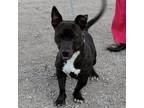 Adopt Short Stack JuM a Brown/Chocolate Dachshund / American Pit Bull Terrier /