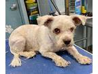Adopt PANTUFLO a Tan/Yellow/Fawn Shih Tzu / Mixed dog in San Antonio