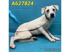Adopt MACKENZIE 3 a White Labrador Retriever / Mixed dog in San Antonio