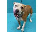 Adopt RIVER a Brown/Chocolate - with White American Staffordshire Terrier /