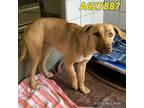 Adopt GUERRA a Tan/Yellow/Fawn Labrador Retriever / American Pit Bull Terrier /