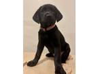 Adopt D-Linguini a Labrador Retriever / Mixed dog in Jacksonville, NC (33715600)