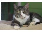 Adopt Zola - ADOPTION PENDING! a Domestic Shorthair / Mixed (short coat) cat in