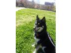 Adopt Henri a Black - with White Husky / Pomeranian / Mixed dog in Brooklyn