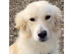 Adopt Nikki a White - with Tan, Yellow or Fawn Collie / Mixed dog in Island
