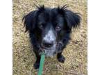 Adopt Teddy a Black Border Collie / Mixed dog in Island Park, NY (33719438)