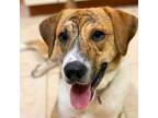 Adopt bobby a White - with Tan, Yellow or Fawn Labrador Retriever / Mixed dog in