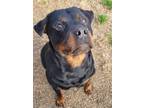 Adopt Hilda a Black - with Tan, Yellow or Fawn Rottweiler / Mixed dog in Tracy