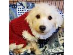 Adopt Ziggy a Terrier (Unknown Type, Medium) / Mixed dog in Hamilton