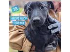 Adopt Argus Filch Squirrel a Black Labrador Retriever / Mixed dog in Mission