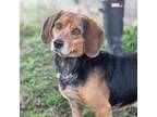 Adopt George a Black Beagle / Mixed dog in Huntsville, AL (33721175)