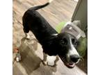 Adopt Shadow a Black Border Collie / Mixed dog in Huntsville, AL (33721172)