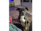 Adopt Mocha A Brindle American Staffordshire Terrier / Mixed Dog In Wichita